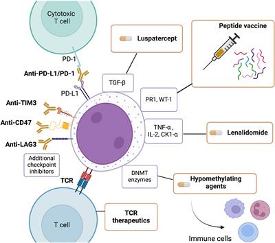 The immunobiology of myelodysplastic neoplasms: a mini-review